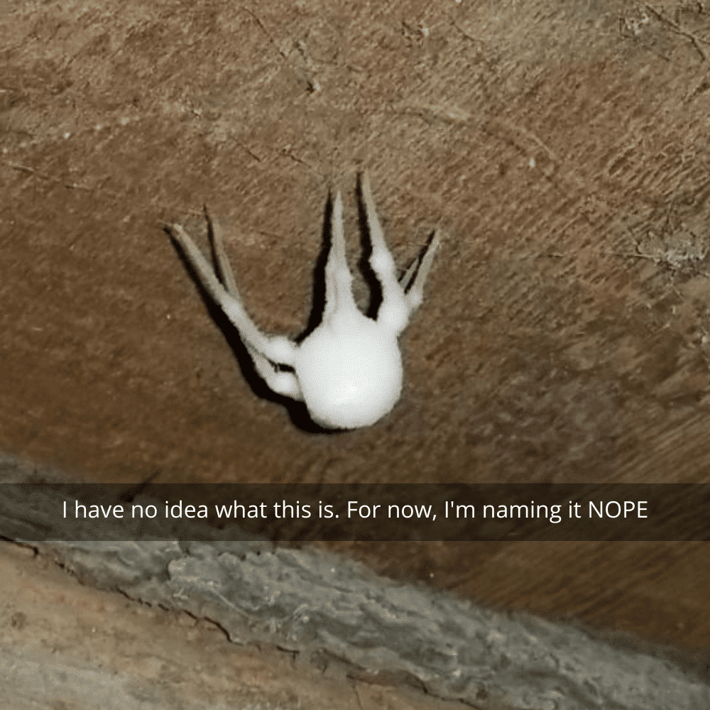 Грибок поражающий пауков