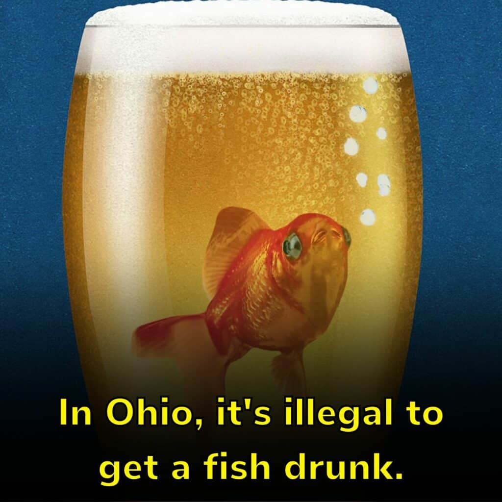 Good Ol US Of A The Wackiest Funniest And Most Intriguing Laws In
