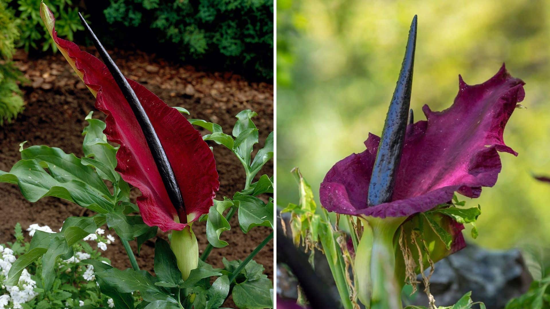 Rare Plants That Bloom Only Once Every Few Decades – Page 17