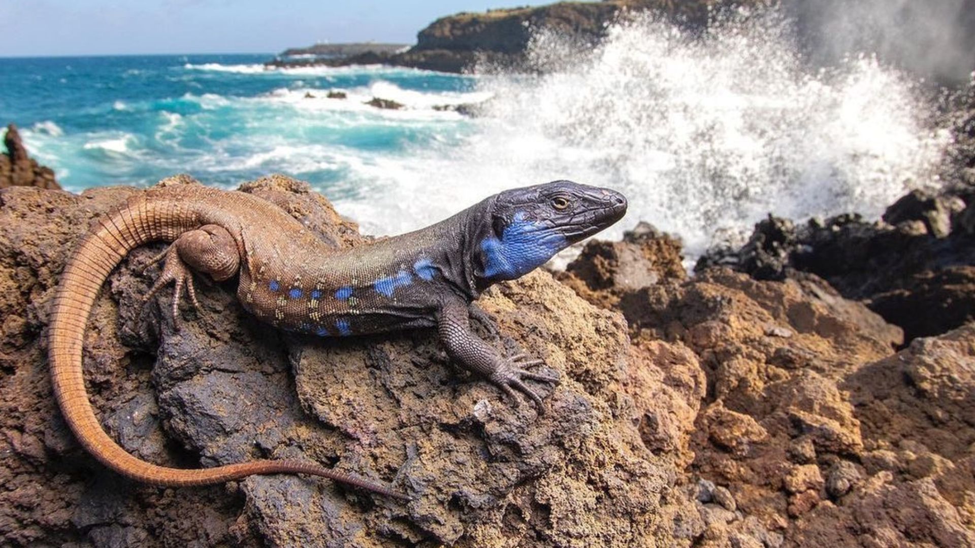 Species Scientists Thought Were Extinct (But Weren’t) – Page 18