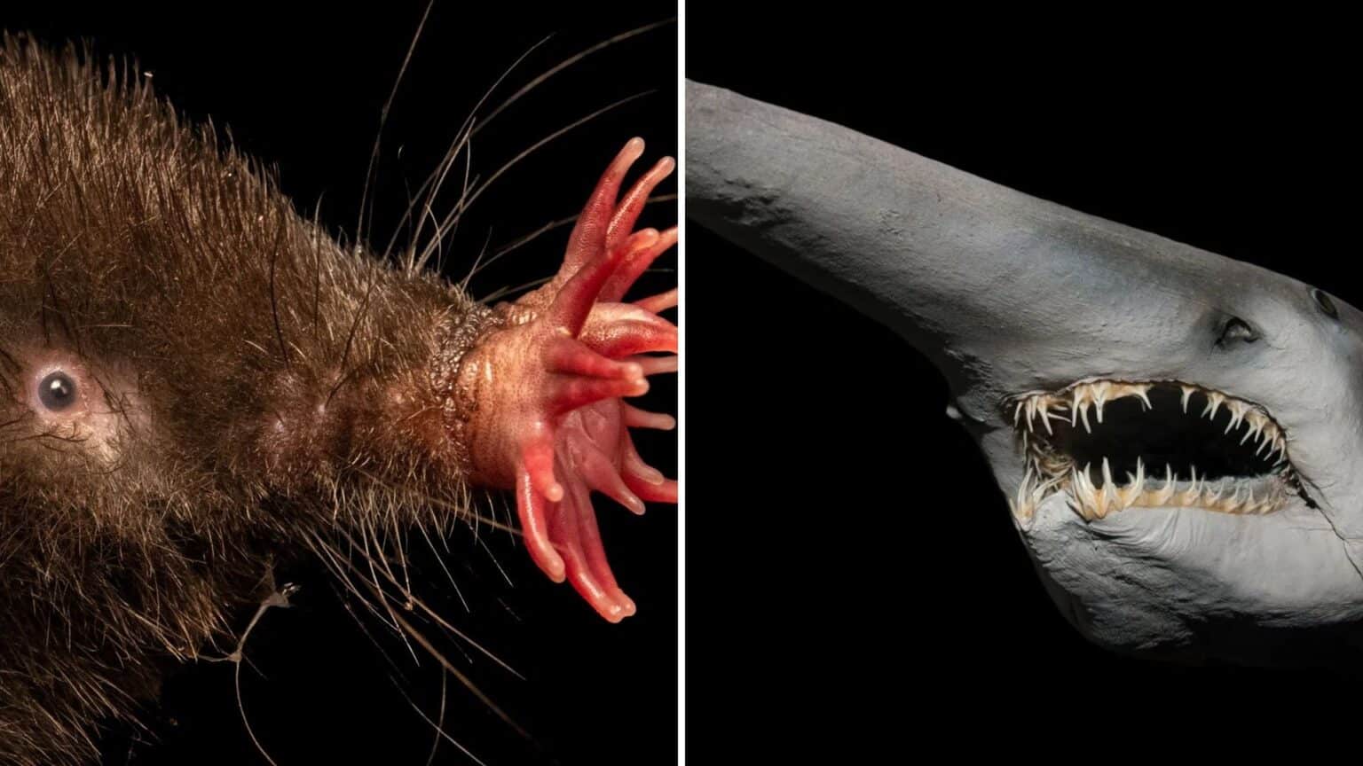 20 Surprising Animals That Look Fake but Aren’t