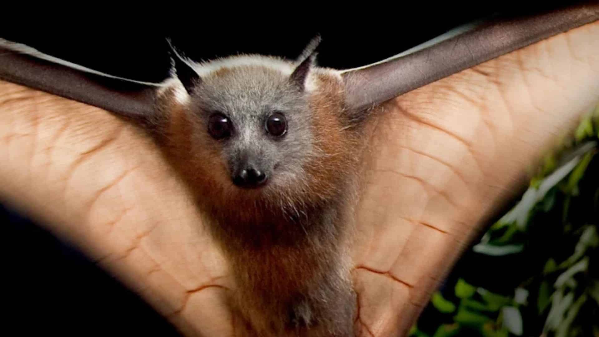 20 Animal Myths Many Grew Up Believing and What’s Actually True