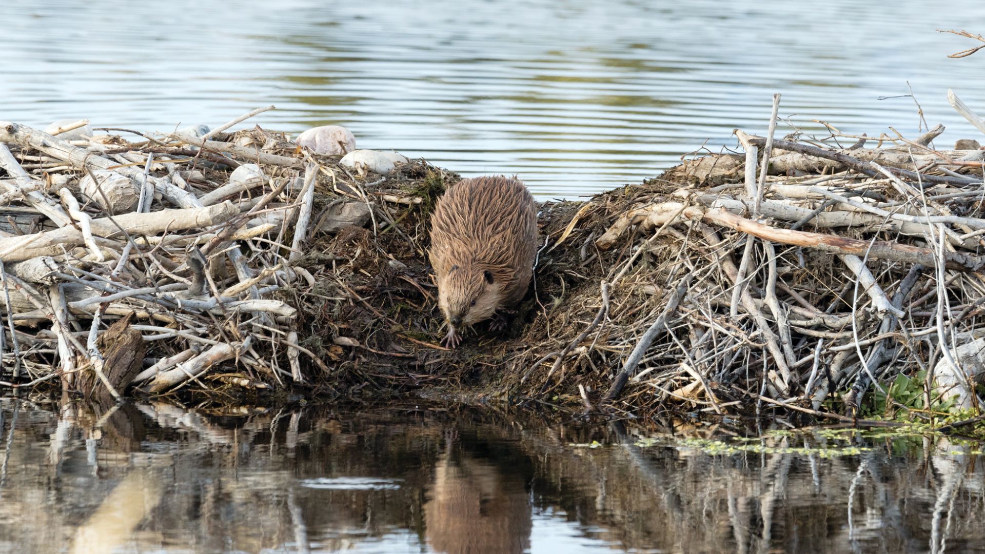 Animals That Build Structures on a Scale That Seems Almost Human