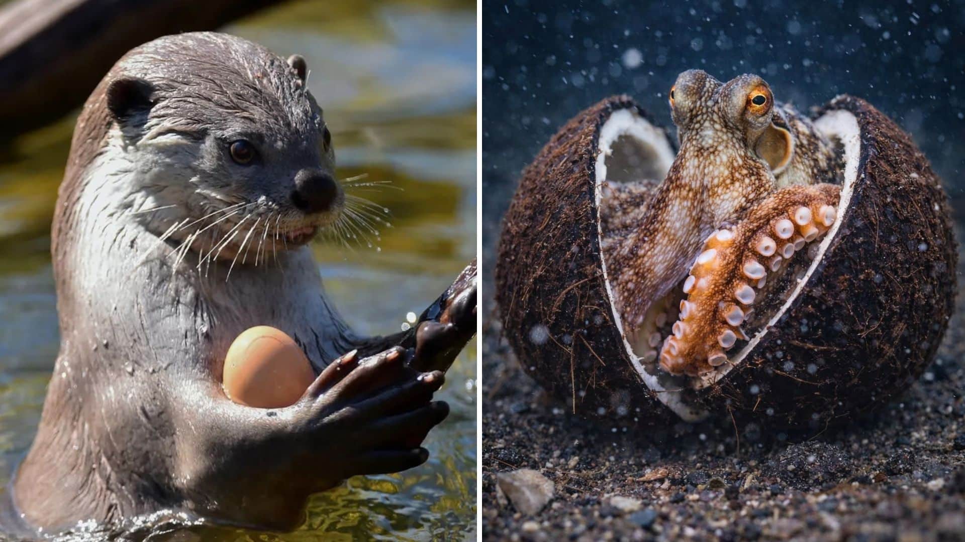 Animals That Use Tools in Ways That Look Very Human